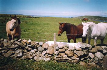 Twin Peaks Bed & Breakfast,
Knockbrack,
Cleggan,
Co. Galway,
Ireland