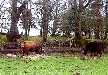 Toberphelim House B&B,  
Granard, 
Co. Longford,
Ireland.
 